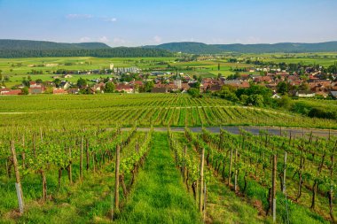 Hallau şarapçı köyü Schaffhausen, İsviçre, Avrupa 'daki teraslı üzüm bağlarının hava manzarası. Yazın büyüyen sarmaşıklar. Hallauerberg dağında popüler şarap turlarıyla dolu bir şarap bölgesi..