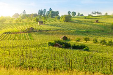 Hallauerberg dağındaki Hallau şarapçı köyünün teraslı üzüm bağları arasındaki hava manzarası. İsviçre kırsalı ve ünlü şarap tatma bölgesi. İsviçreli Schaffhausen Kantonu.