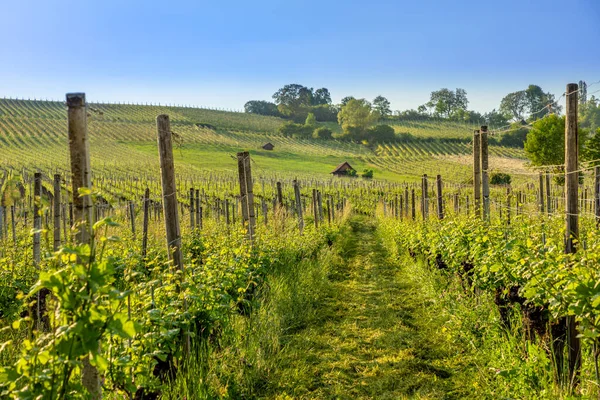 Het Landschap Tussen Terrasvormige Wijngaarden Van Hallau Wijnbouwdorp Klettgau Het — Stockfoto