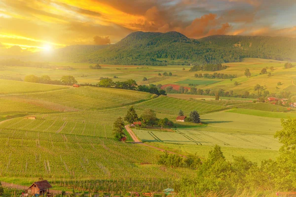 stock image Travel vacation in the vineyard terraces. Panoramic landscape at sunset in Hallau town of canton Schaffhausen in Switzerland.