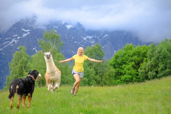 Женщина Бегает Ламой Альпака Собакой Вершине Горы Комино Швейцарии Долина — стоковое фото