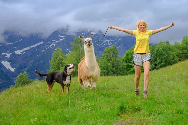 Девушка Бегает Ламой Альпаки Собакой Горе Комино Швейцарии Долина Сентовалли — стоковое фото