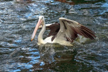 Bir Avustralya pelikanı, Pelecanus conspicillatus, açık kanatları suda yüzer. Pelecanidae familyasından Avustralya 'nın iç ve kıyı sularında yaygın bir su kuşudur..