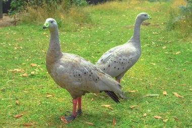 Two Cape Barren Goose, Cereopsis novaehollandiae, standing on a green lawn. It is a large goose resident in southern Australia. clipart