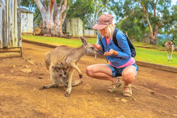 Happy Woman Feeding Kangaroo Joey Hand Park Encounter Australian Marsupial — Stock Photo, Image