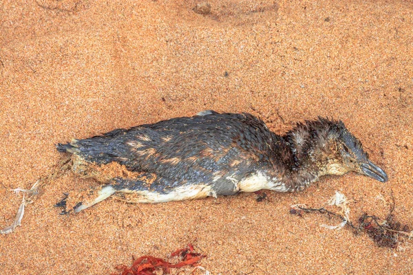 Blisko Martwego Pingwina Plaży Australia Zachodnia — Zdjęcie stockowe