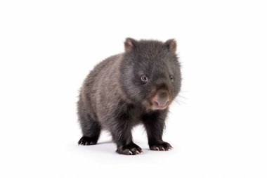 Wombat joey, Avustralya 'ya özgü otobur bir keseli. Yuvarlak bir vücudu, kısa bacakları var ve iyi yuva yapabiliyor. Dişleri güçlüdür, sert bitkileri kemirmesini sağlar..