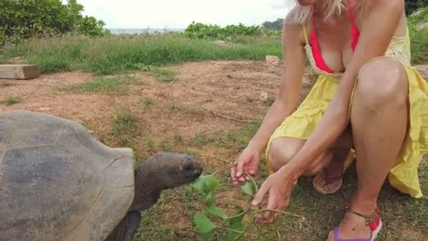 Vrouw Die Aldabra Giant Tortoise Voedt Wetenschappelijk Bekend Als Aldabrachelys — Stockvideo