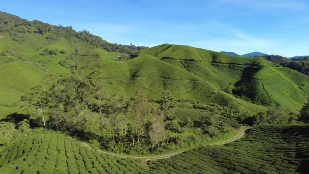 Malaysian Cameron Highlands Tea Plantations Aerial View Featuring Worlds Finest — Stock video