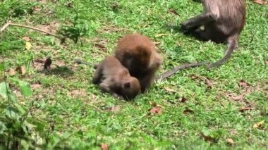 Malezya 'daki George Town' un Balathandayuthapani Tapınağı, yengeç yiyen macaque olarak bilinen ve Güneydoğu Asya 'ya özgü uzun kuyruklu maymun Macaca fascicularis' e ev sahipliği yapar..