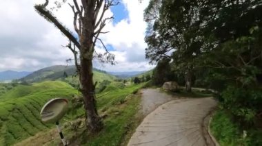 Aerial view of Cameron Highlands in Malaysia boasts massive tea plantations with some of the finest tea leaves in the world. Sprawling tea fields span hundreds of acres with vibrant green tea plants.