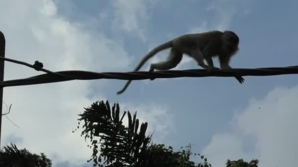 Macaco Cola Larga Que Divierte Corriendo Alambre Poste Ligero Del — Vídeo de stock