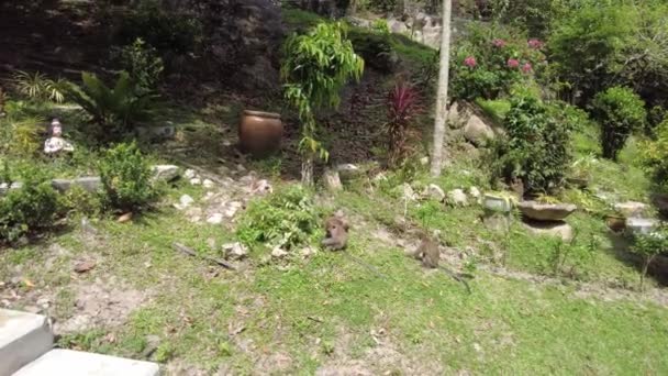Длиннохвостые Макаки Поедающие Крабов Отдыхают Пруду Джорджтауне Малайзия Обезьяны Обычно — стоковое видео