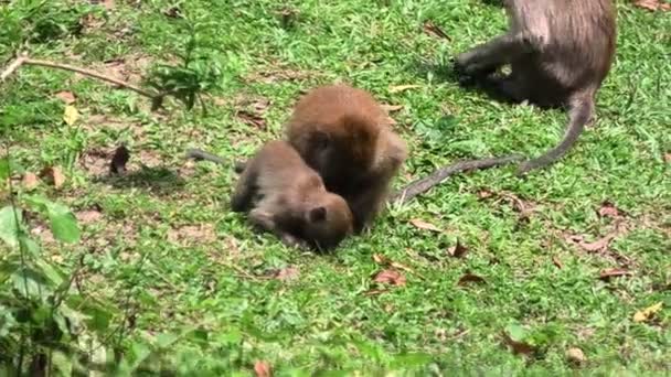 Ліс Балатандаютапані Храм Джорджа Тауна Малайзії Домом Довгохвостих Мавп Macaca — стокове відео