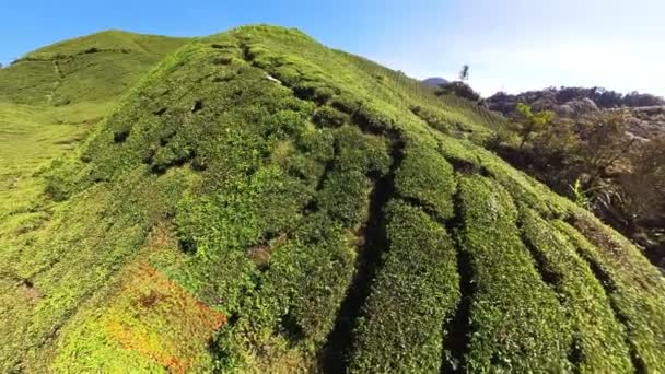 Aerial View Cameron Highlands Malaysian Plantations Fields Spanning Hundreds Acres — Video Stock