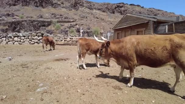 Longhorn Beef Vee Speelde Een Belangrijke Rol Amerikaanse West Ontwikkeling — Stockvideo