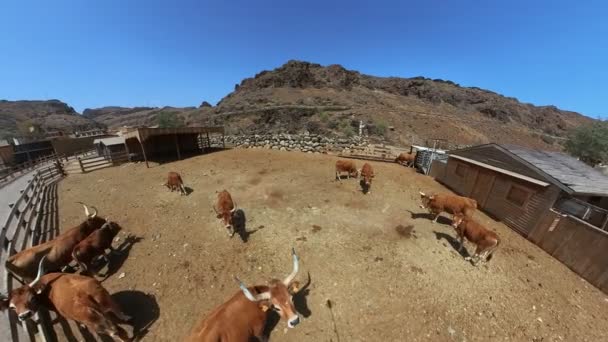 Sioux City Park Gran Canaria Nisan 2023 Texas Longhorn Sığırlarının — Stok video
