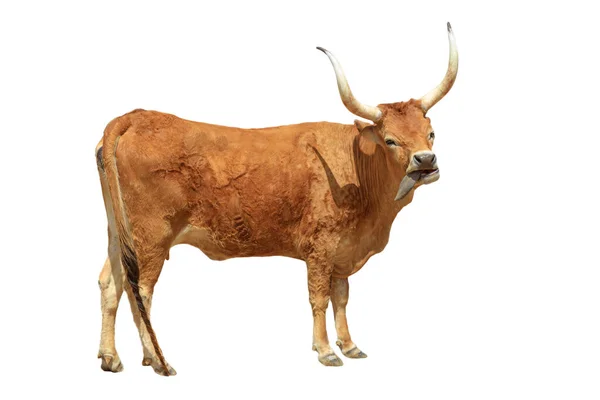 Longhorn Rinder Sind Wirklich Ein Symbol Der Westlichen Grenze Und — Stockfoto