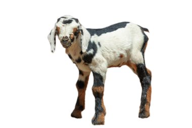 İzole edilmiş beyaz arka planda küçük bir keçi yavrusu. Keçi görmek için çok güzel bir manzara. Bu çocuk masumiyet ve neşe saçıyor, merak ve neşe içinde zıplıyor..