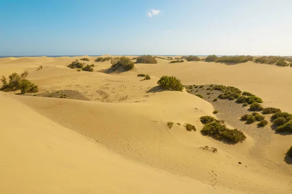Maspalomas Dunes Several Companies Offering Camel Rides Sandboarding Tours Nearby — Stock Photo, Image