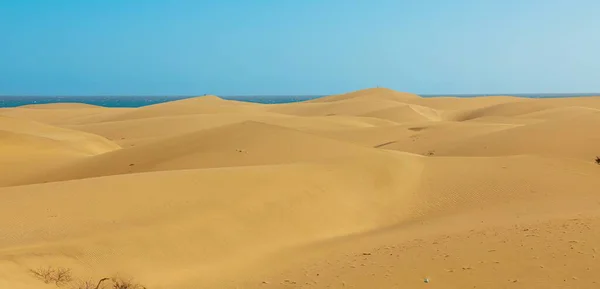 グラン カナリアのマスパロマス砂丘は保護されており 絶滅危惧種を含む多くの珍しい植物や動物種が生息しています 砂丘は風の中で変化し形を変える — ストック写真