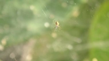 Örümcek Argiope Trifasciata 'nın yakın çekimi, bantlı bahçe örümceği ya da Kanarya Adaları' ndaki Gran Kanaryası 'nın şeritli argiope' si. Küre ören örümceğin Amerika 'ya özgü türleri.