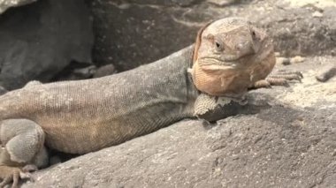 Gallotia Stehlini sadece Gran Canaria adasında yaşayan dev bir kertenkeledir. Farklı görünüşü ve ilginç eylemleri için öne çıkıyor. Bu yüzden birçok insan araştırmayı ve izlemeyi seviyor..