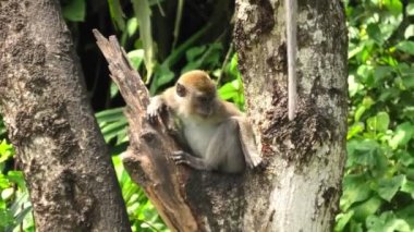 Details of Long-tailed crab-eating macaques enjoying munching on vegetation in a George Town forest of Malaysia. This species is found in a variety of environments, such as woods, mangroves and towns