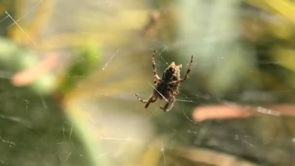 Κοντινό Πλάνο Της Cyrtophora Citricola Γνωστή Τροπική Αράχνη Ιστό Σκηνή — Αρχείο Βίντεο