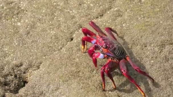 大角蟹是大加那利群岛常见的沿海蟹种 以其独特的红色而闻名 它们是当地生态系统的重要组成部分 也是摄影的热门主题 — 图库视频影像
