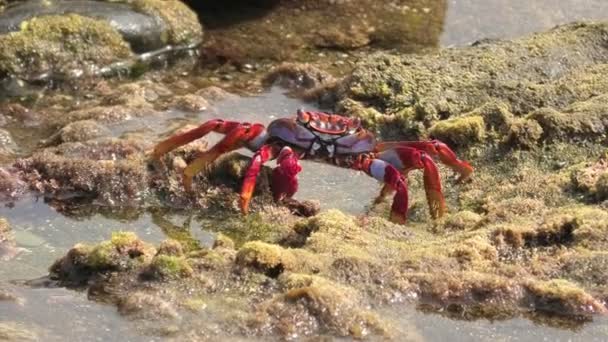 位于西班牙加那利群岛大加那利群岛的红腿蟹Grapsus Adscene Sionis吸引了海滩游客和热爱自然的人 — 图库视频影像