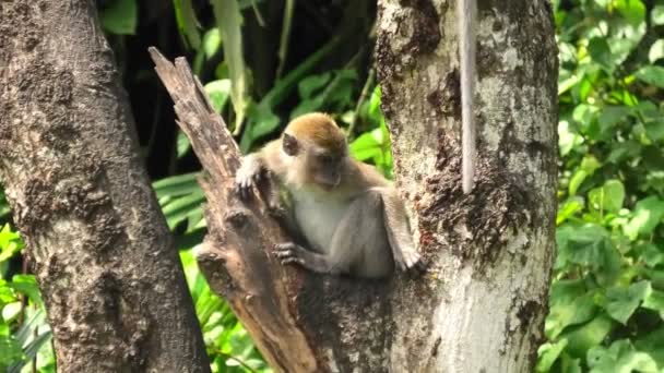 Details Long Tailed Crab Eating Macaques Enjoying Munching Vegetation George — Wideo stockowe