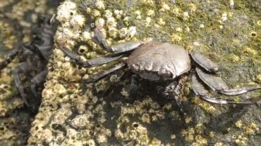 Black Juvenile Grapsus adscensionis, Büyük Kanarya Adaları ve Kanarya Adaları 'nın kayalık kıyılarında bulunan kırmızı bacaklı bir yengeç türüdür. Deniz yosunlarıyla beslenmek için kullanılan kırmızı pençeleri var..