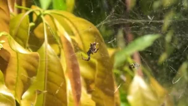 Cyrtophora Citricola Élőhelyén Egy Pókfaj Araneidae Családból Amely Indiai Óceánon — Stock videók