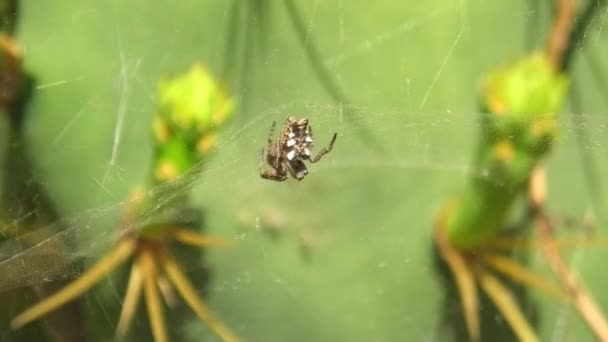 Cyrtophora Citricola Eller Tropisk Tältspindel Typ Spindel Från Araneidae Som — Stockvideo