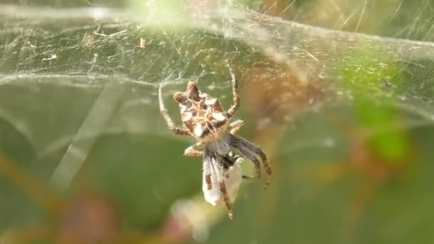 Τροπική Αράχνη Γνωστή Και Cyrtophora Citricola Κυνηγά Έντομα Καθώς Είναι — Αρχείο Βίντεο