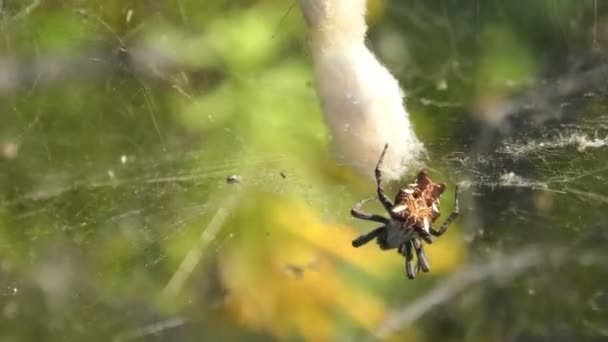 Cyrtophora Citricola Även Kallad Den Tropiska Tältväv Spindel Typ Araneidae — Stockvideo