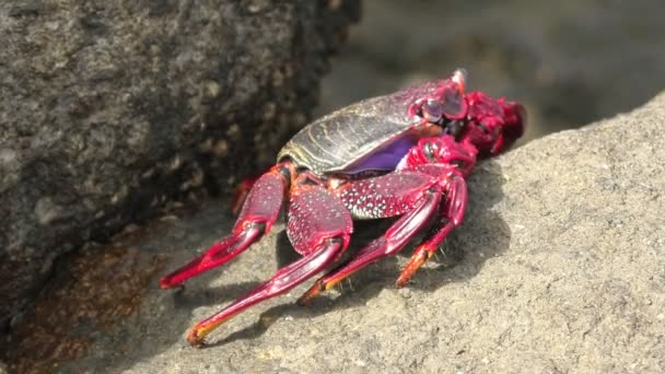 西班牙加那利群岛大加那利群岛的红腿蟹 Grapsus Adscene Sionis 以有力的握力和敏捷的动作而闻名 使其成为海滩爱好者和自然爱好者的迷人景象 — 图库视频影像