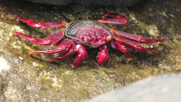 Crabul Roșu Grapsus Adscensionis Este Adesea Văzut Țărmurile Stâncoase Ale — Videoclip de stoc