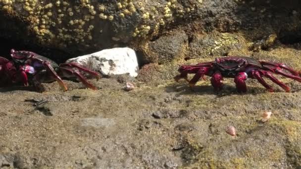 Grapsus Adscensionis Type Red Legged Crab Found Rocky Shores Gran — Stock Video