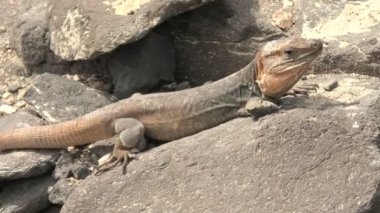 Gallotia Stehlini, Gran Canaria adasına özgü dev kertenkele türü. Bu kertenkele eşsiz görünüşü ve büyüleyici davranışıyla tanınır. Bu da onu çalışma ve gözlem için popüler bir konu yapar..