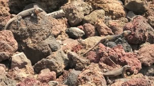 加那利大加那利大加那利群岛的巨大蜥蜴Gallotia Stehlini 它的繁殖 生态和进化是正在进行的研究主题 凸显了研究岛屿生物学和生物地理学的重要性 — 图库视频影像