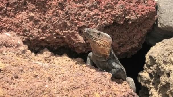 加那利大加那利火山岩石上有巨大的蜥蜴 它是当地特有的爬行动物 以晒太阳而闻名 其独特的形态和行为反映了它对这种栖息地的适应性 — 图库视频影像