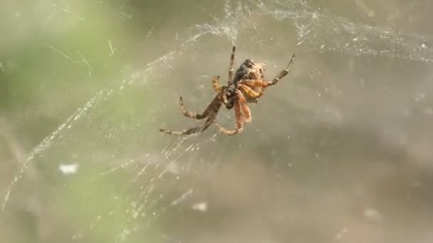 Cyrtopora Citricola 거미집 인도양 카나리아 제도에 서식하는 Araneidae 거미의 일종이다 — 비디오