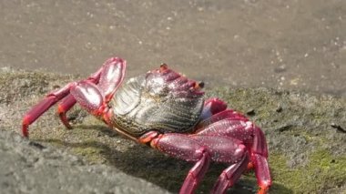 Grapsus adscension, Gran Canarias kayalık kıyılarında yaygın olarak bulunan bir kırmızı yengeç türüdür. Parlak renkleri, turuncu-kırmızı renkleri de dahil, onları kolayca tanınabilir kılıyor..