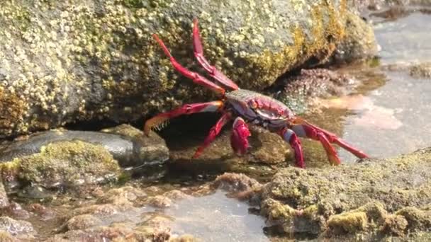 红腿蟹 Grapsus Adscene Sionis 是一种生活在加那利群岛大加那利群岛的蟹 它们有很强的抓地力和敏捷的动作 使它们成为海滩爱好者和自然爱好者们的迷人景象 — 图库视频影像