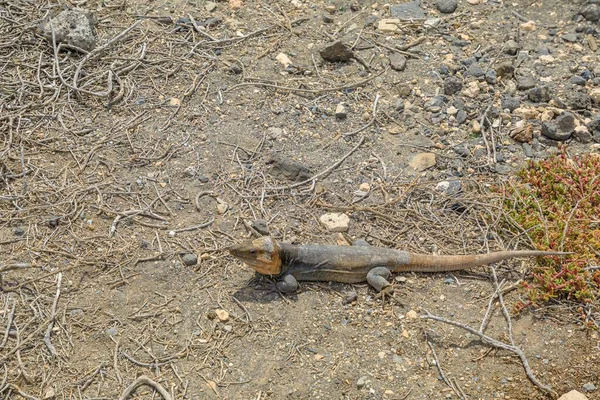 Gallotia Stehlini 카리아 섬에서 발견되는 도마뱀의 일종이다 외모가 독특하고 행동을 — 스톡 사진
