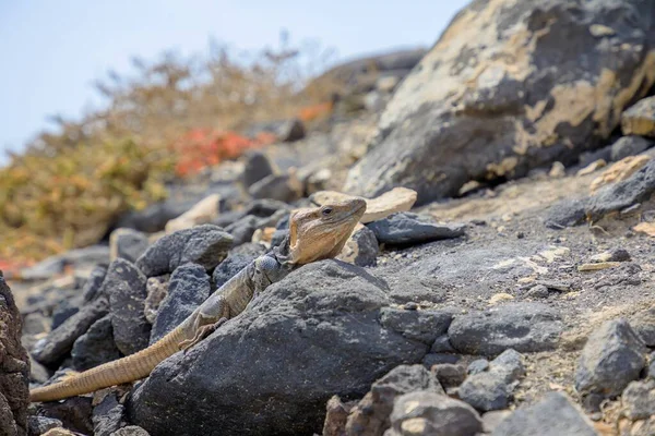 Gallotia Stehlini是只在大加那利群岛上发现的一种大型蜥蜴 它有着独特的外观和有趣的行为 这使得它成为研究和观察的热门选择 — 图库照片