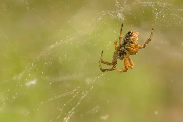 Cyrtopora Citricola 거미집 인도양 카나리아 제도에 서식하는 Araneidae 거미의 일종이다 — 스톡 사진