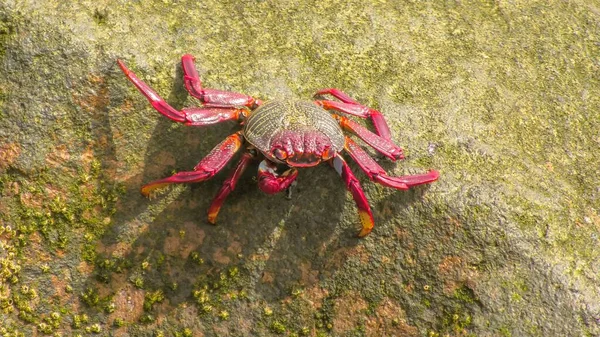 Grapsus Adscensionis Est Crabe Rouge Répandu Sur Les Côtes Rocheuses — Photo